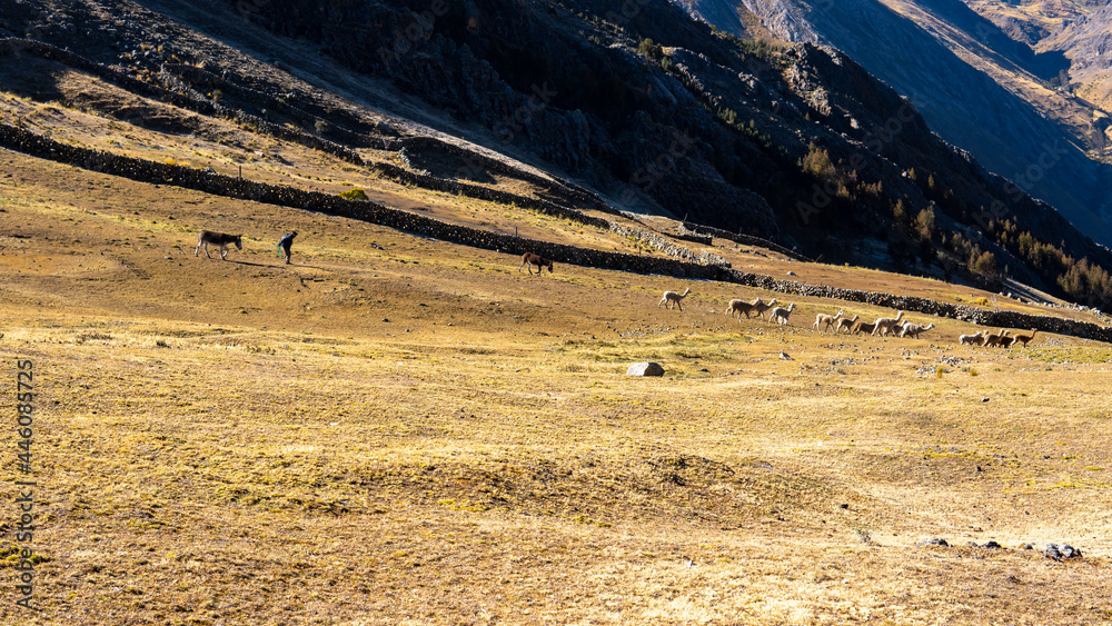 Obraz premium old man carrying a donkey and at the same time following his animals to make them eat grass in the sierra of peru