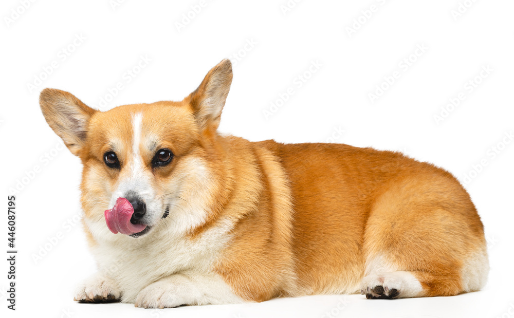 Welsh Corgi Pembroke Dog  Isolated  on Black Background in studio