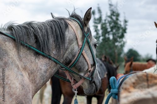 horse and rider