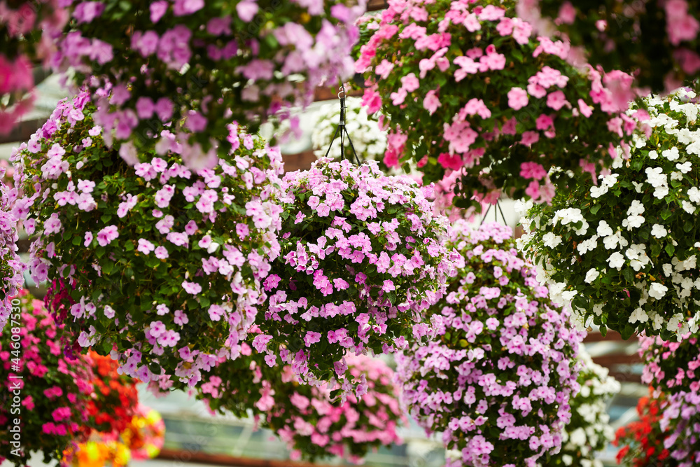 flowers in the garden