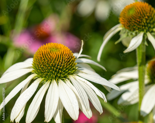 Blooming beautiful white echinacea in the garden.