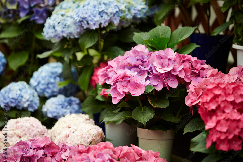 Various colored hydrangea flowers in the garden Various colored hydrangea flowers in the garden