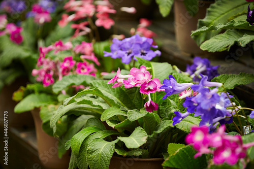 colorful flowers in the garden