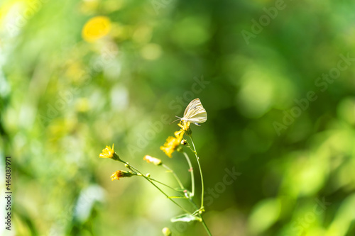 White butterfly on a yellow flower, sideways, green background, blur