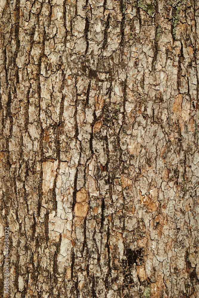 Obraz premium bark of a tree