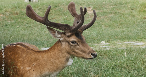Close-up, red deer lies on green grass in summer day. Head with antlers and body of sika deer. Spotted deer male resting in meadow in national park. Horned animal turns his head to camera.