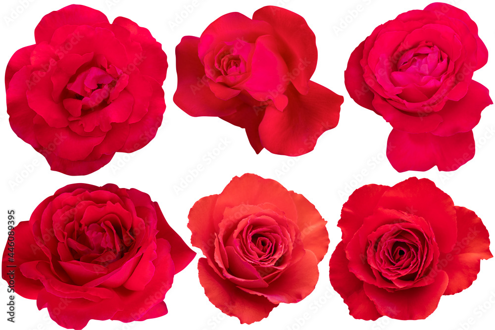 Collage of Red Rose isolated on the white background. Rose with clipping path.