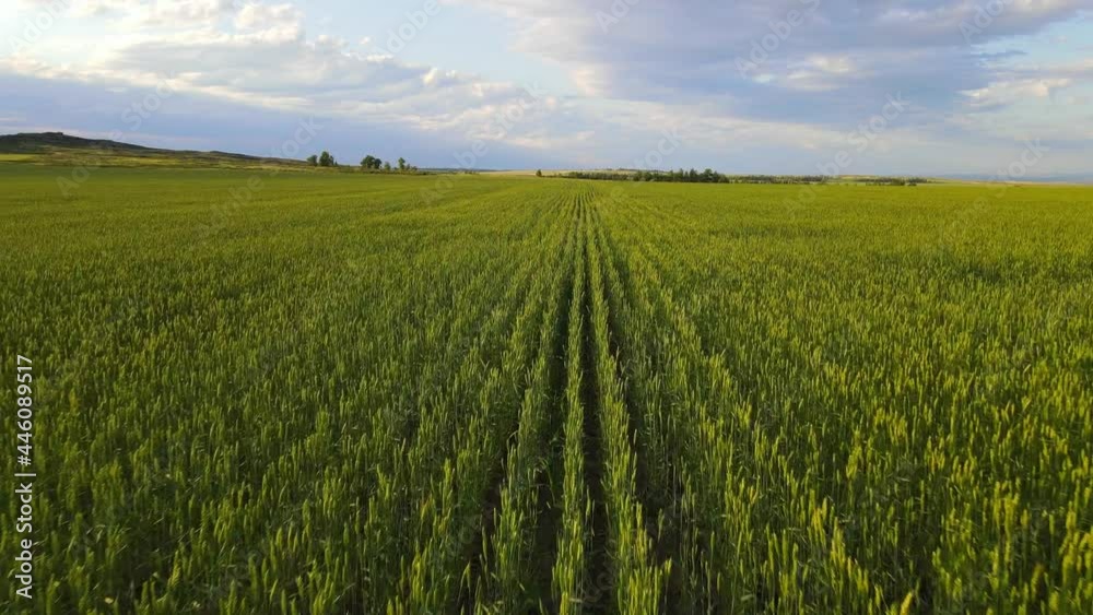 Aerial View of Green Agricultural field of wheat. Aerial View of Green Agricultural field of wheat.