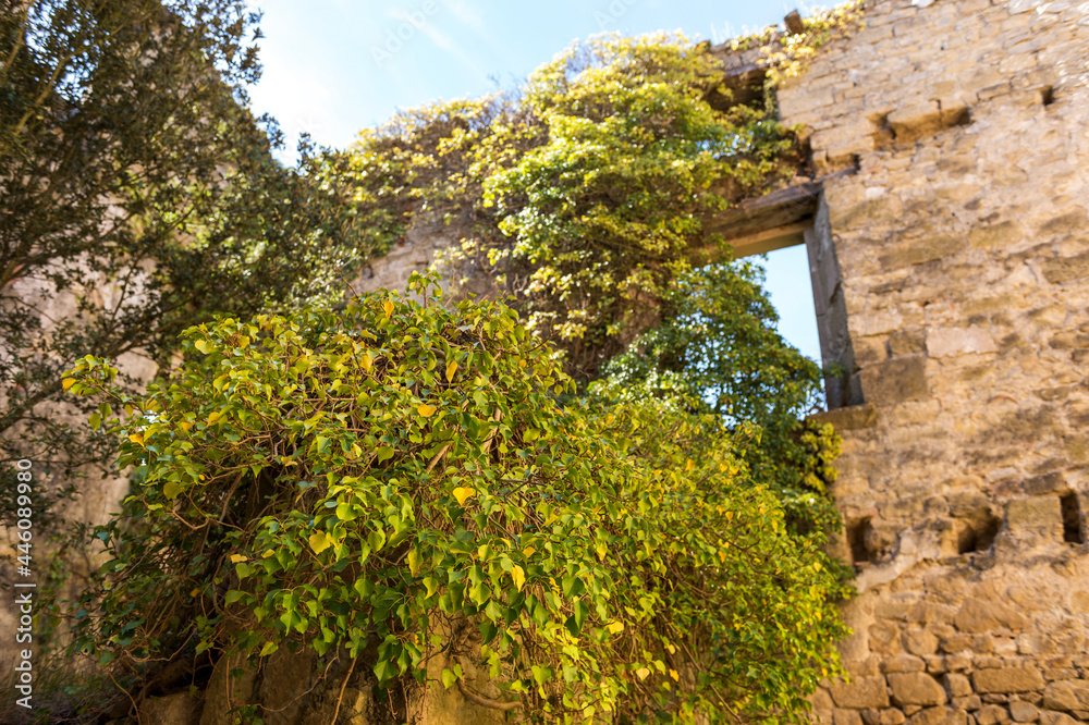 imagen de una casa abandonada comida por la naturaleza con un árbol en el interior de la casa imagen de una casa abandonada comida por la naturaleza con un árbol en el interior de la casa