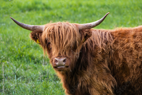 A Highland cow in the field.