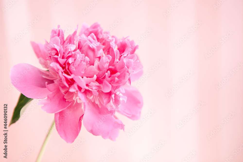 Pink peony flower on rosy background,  card with copy space	