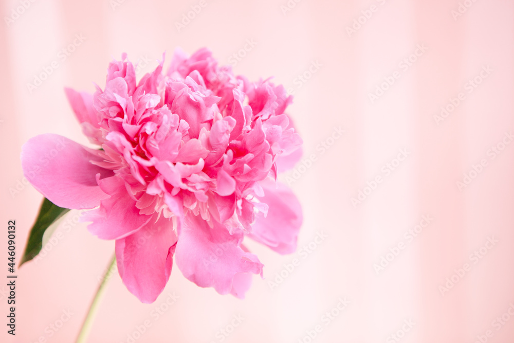Pink peony flower on rosy background, card with copy space Pink peony flower on rosy background, card with copy space