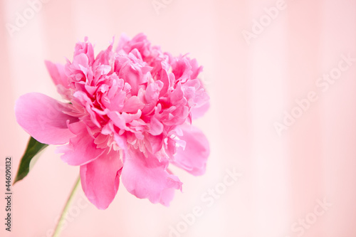 Pink peony flower on rosy background, card with copy space 