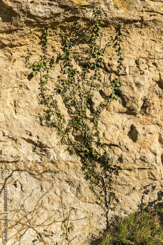 textura de una pared de piedra con plantas trepando textura de una pared de piedra con plantas trepando