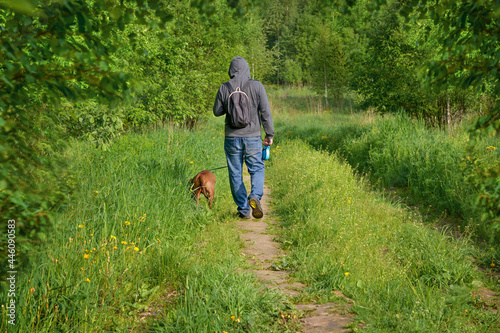 A man walks with a dog in the forest. A brown American Pit Bull Terrier and a man in blue jeans and a gray sweater with a hood walk along a path in the forest. Sunny day, the sun is shining, meadow gr