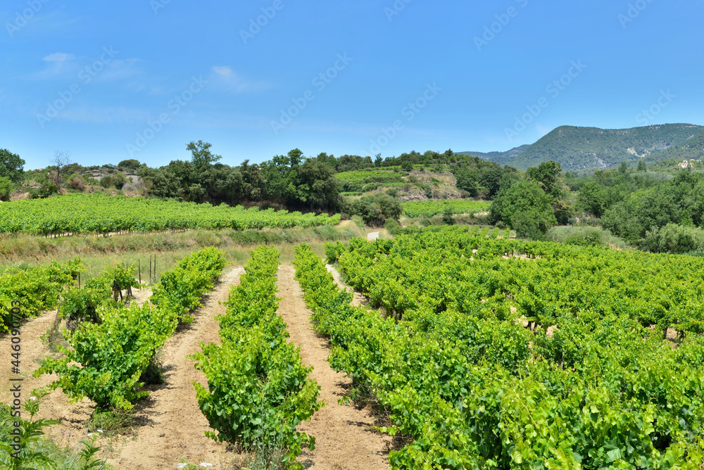 field of grape vine in summer growing on hill   in provencale  france