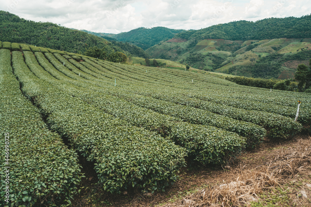 Tea plantation in mountain, Doi Mae Salong Tea plantation in mountain, Doi Mae Salong