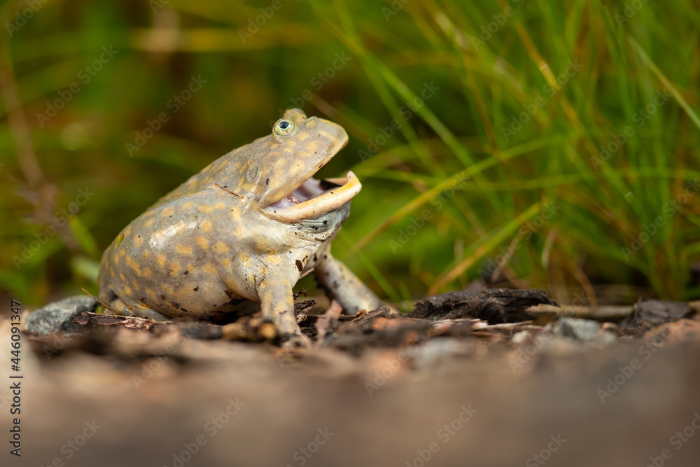 his frog has become popular in pet stores due to its comical flat appearance and intelligent behavior. his frog has become popular in pet stores due to its comical flat appearance and intelligent behavior.