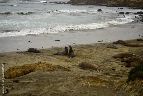 two male elephant seals doing battle fighting on Pacific Ocean beach