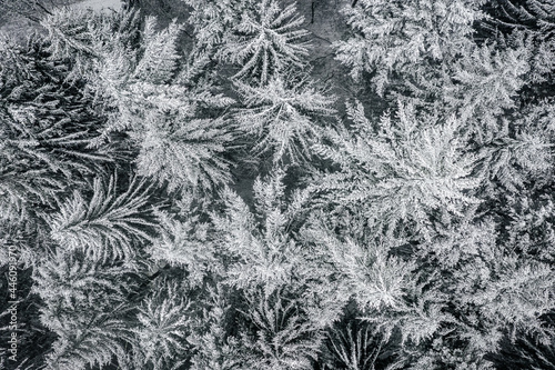 Kekesteto, Hungary - Top down view of snowy pine trees from above during snowing at the Matra mountain