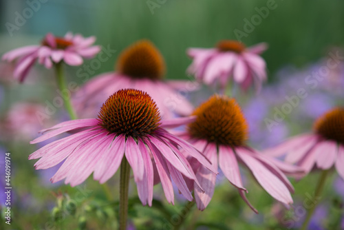 echinacea blossoms on a creamy bokeh background - with space for copy or text