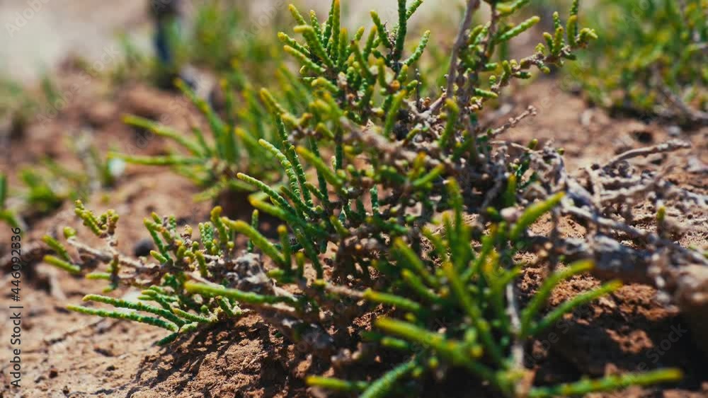 Succulent Plant Growing in Dry Cracked Soil of Desert. Close Up View Succulent Plant Growing in Dry Cracked Soil of Desert. Close Up View