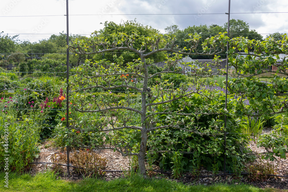 Trellis apple trees in the park. Fruit decorative trees on trellises. Trellis apple trees in the park. Fruit decorative trees on trellises.