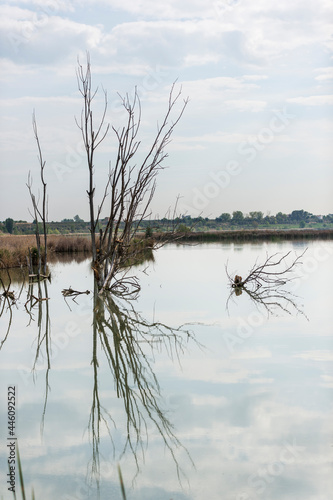reflection of dead trees in a pond