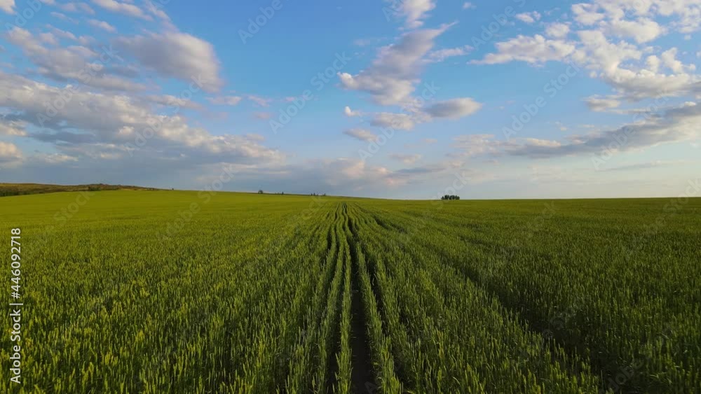 Aerial View of Green Agricultural field of wheat. Aerial View of Green Agricultural field of wheat.