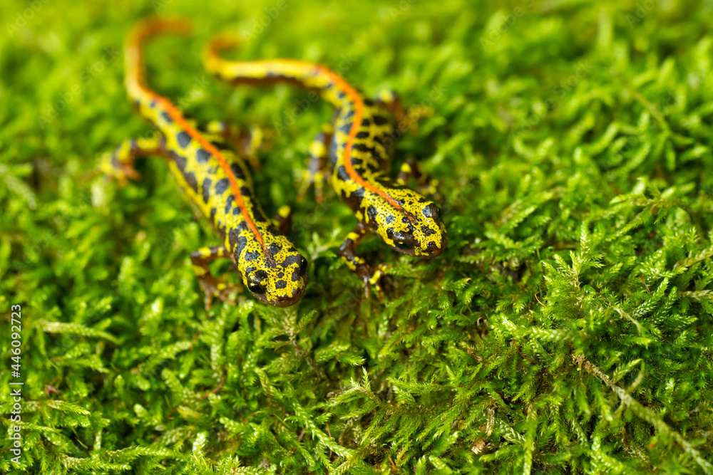 The marbled newt (Triturus marmoratus) is a mainly terrestrial newt native to the Iberian Peninsula and France in Europe. 