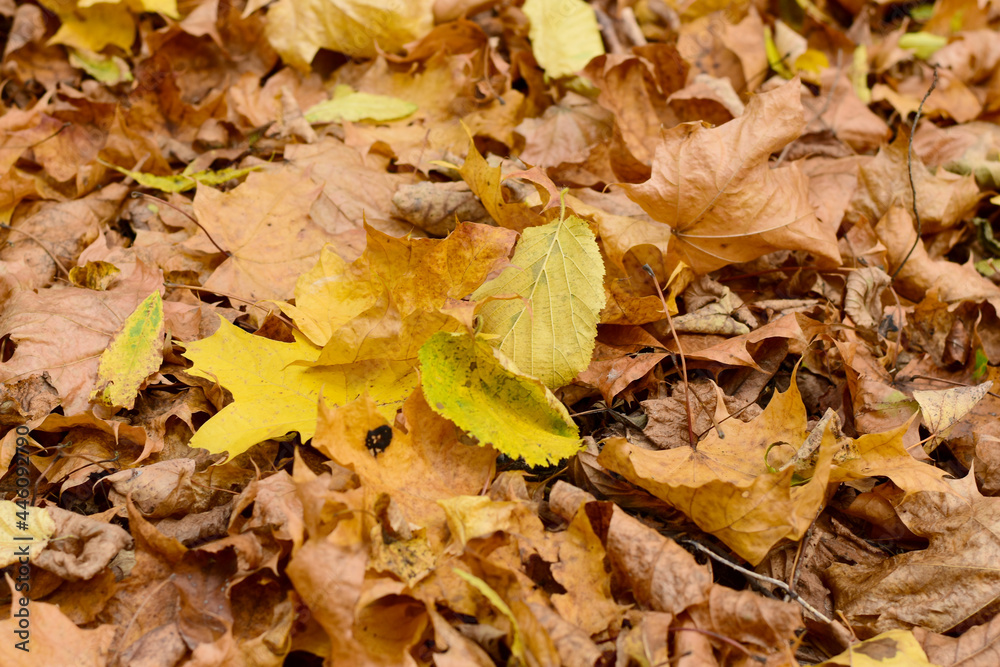 Yellow and red fallen leaves lie on the ground, close-up shot.