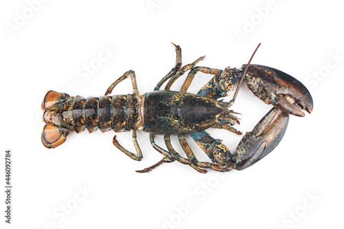Boston lobster isolated on white background.