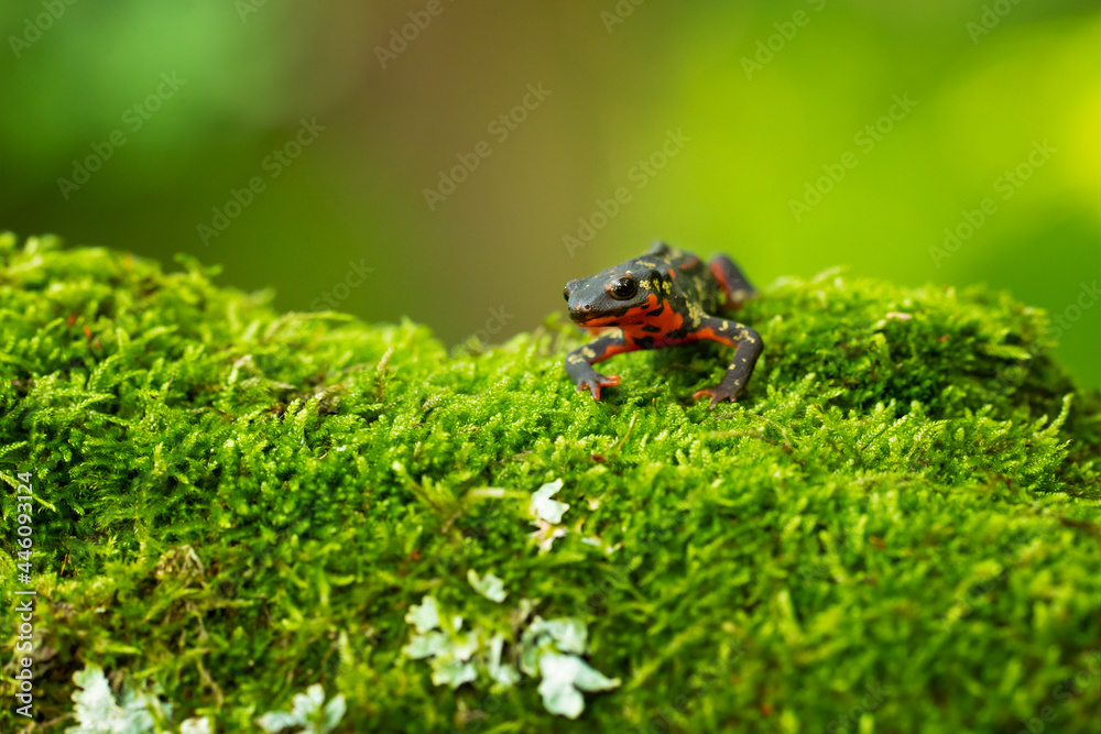 The sword-tail newt (Cynops ensicauda) is a species of true salamander from the Ryukyu Archipelago in Japan. It has recently been placed on Japan's Red List of Threatened Amphibians. The sword-tail newt (Cynops ensicauda) is a species of true salamander from the Ryukyu Archipelago in Japan. It has recently been placed on Japan's Red List of Threatened Amphibians.