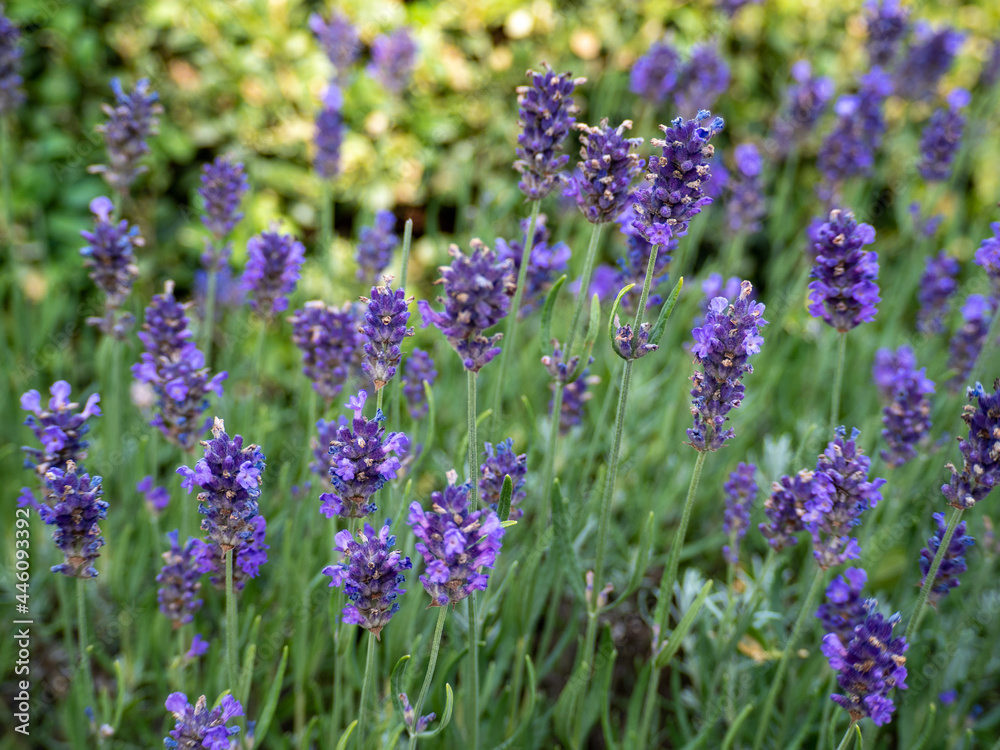 Fototapeta premium Field of Lavender, Lavandula angustifolia, Lavandula officinalis