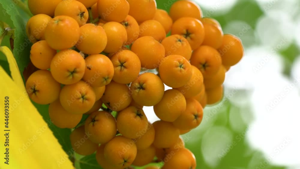 Ripening Rowan fruits in natural ambient (Sorbus Aucuparia) - (4K) Ripening Rowan fruits in natural ambient (Sorbus Aucuparia) - (4K)