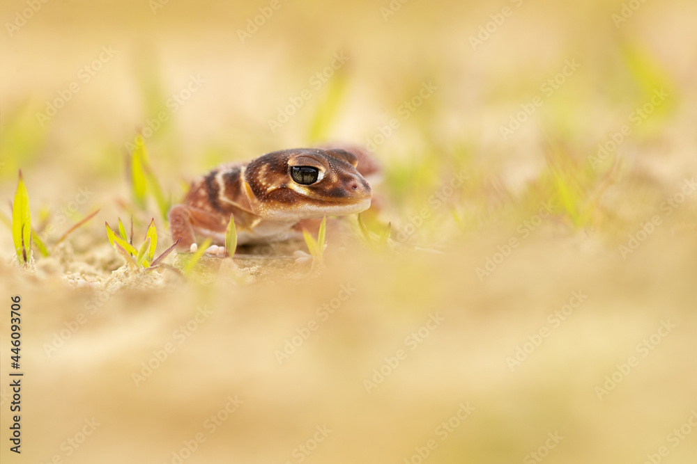 Obraz premium Nephrurus levis, commonly known as the three-lined knob-tailed gecko, smooth knob-tailed gecko, or common knob-tailed gecko, is a native Australian gecko species.