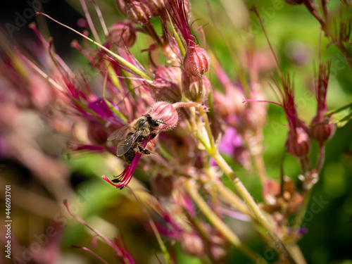 Honeybee, Apis mellifera, pollinating bigroot, Geranium macrorrhizum, close up, Netherlands