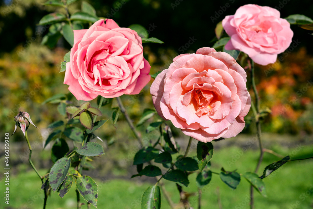 pink roses in autumn garden