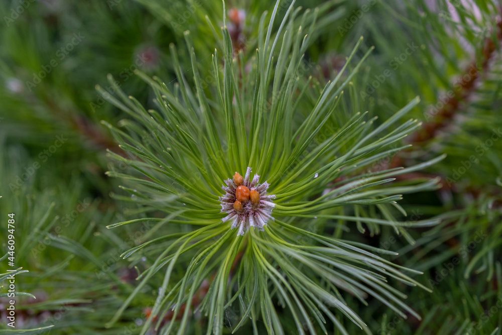 Close-up of young pine branches. Close-up of young pine branches.