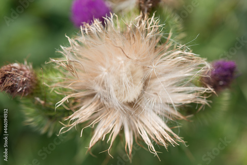 thistle flower in summer - seed head