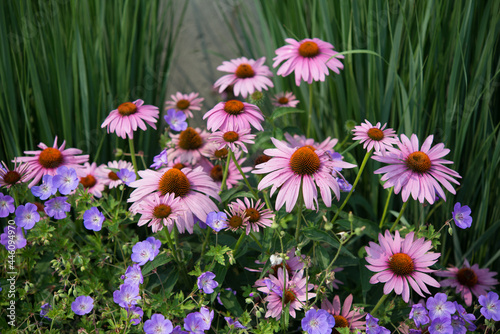 echinacea or coneflowers in bloom near a concrete wall