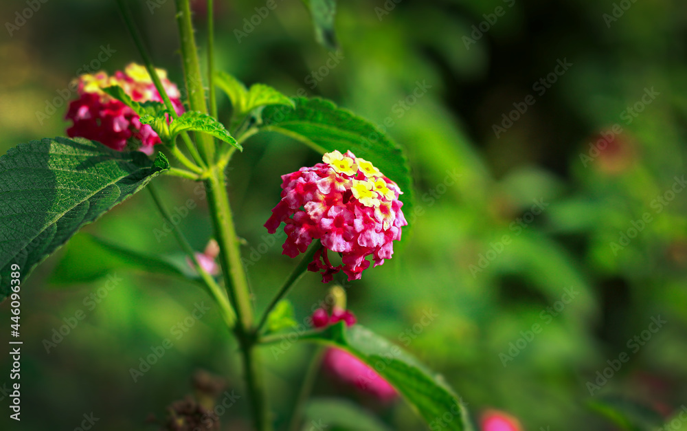 West Indian lantana. The native range of Lantana camara is Central and South America. West Indian lantana. The native range of Lantana camara is Central and South America.