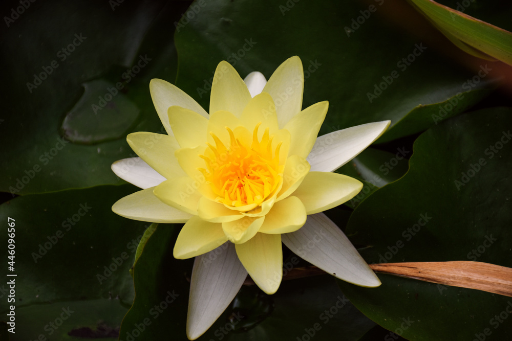 Yellow water lily (Nymphaea luteum)