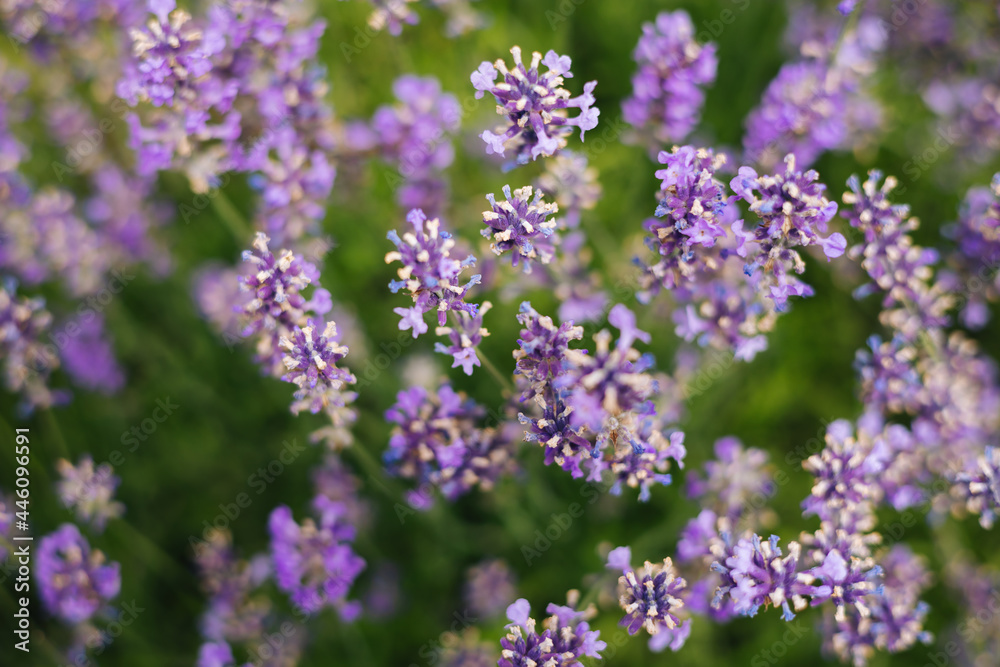 Beautiful lavender flowers in a summer garden.