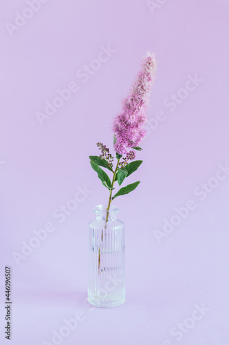 Tender pink  flower in a glass vase on violet pastel background. Minimal concept.