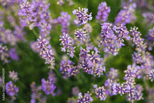 Fototapeta Naklejka Na Ścianę i Meble -  Beautiful lavender flowers in a summer garden.