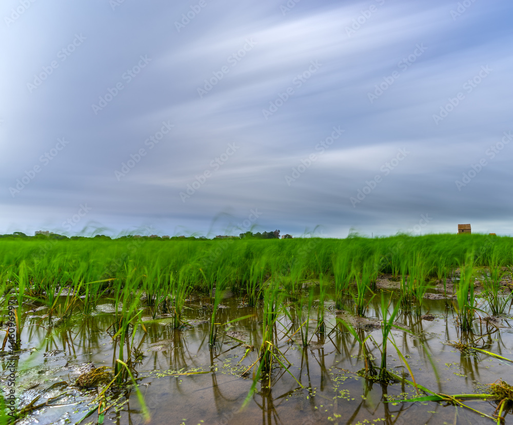 Obraz premium Rice field with flooded plants ultra long exposure