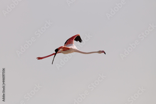 Greater flamingo in flight with it's neck stretched out