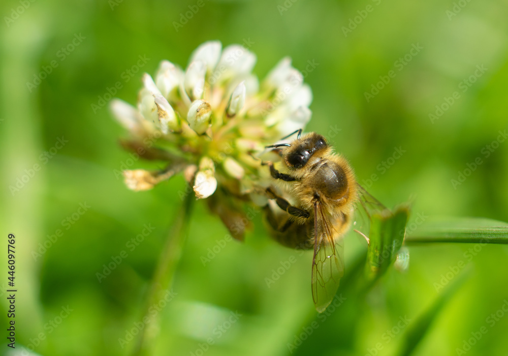 Wasp on a flower Wasp on a flower