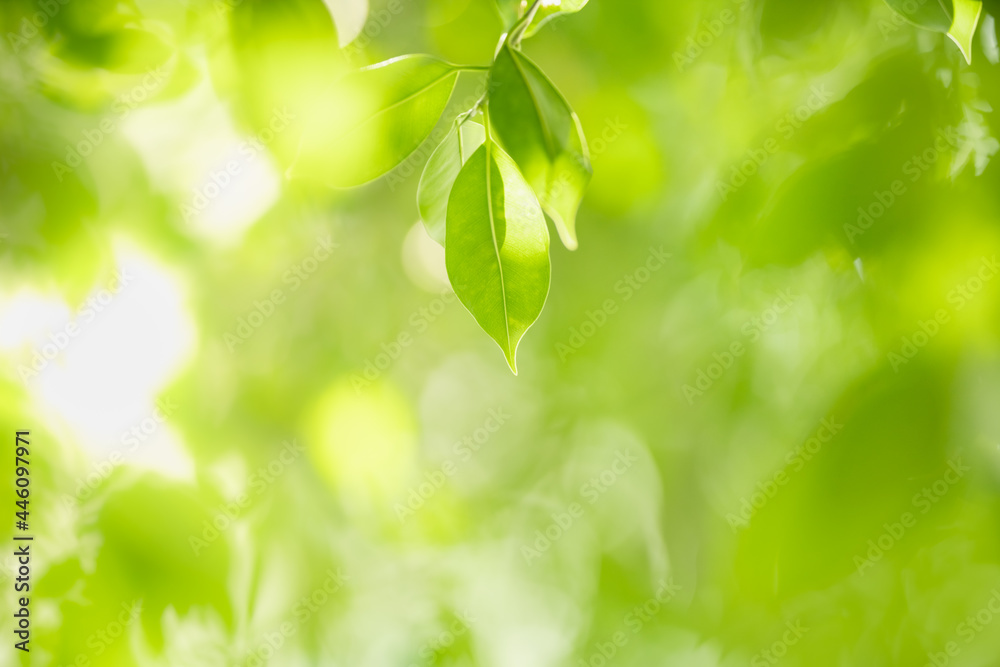 Beautiful nature view green leaf on blurred greenery background under sunlight with bokeh and copy space using as background natural plants landscape, ecology wallpaper concept. Beautiful nature view green leaf on blurred greenery background under sunlight with bokeh and copy space using as background natural plants landscape, ecology wallpaper concept.